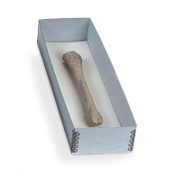 Gaylord Archival® Skeletal Remains Tray Gaylord Archival® Skeletal Remains Tray