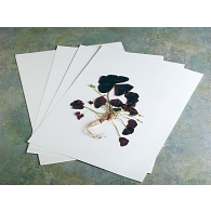 NYBG Style Herbarium Paper (100 Sheets)