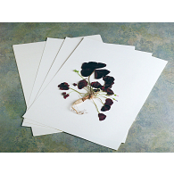 NYBG Style Herbarium Paper (100 Sheets) NYBG Style Herbarium Paper (100 Sheets)