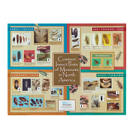 Insect Pests of Museums in North America Identification Poster Insect Pests of Museums in North America Identification Poster