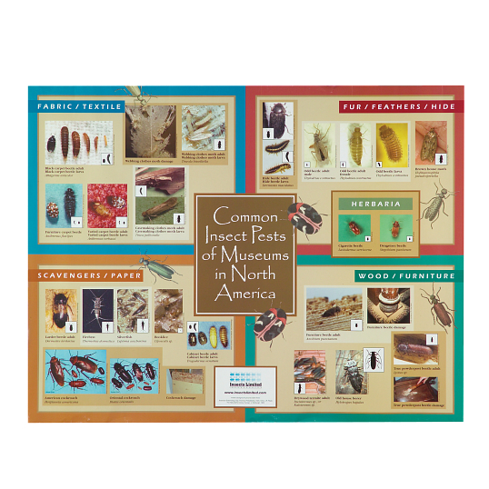 Insect Pests of Museums in North America Identification Poster