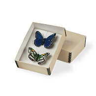 Gaylord Archival® Specimen Mounting Box Gaylord Archival® Specimen Mounting Box