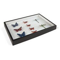 Specimen Mounting Box Specimen Mounting Box