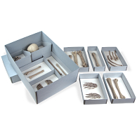 Gaylord Archival® Skeletal Remains Storage Kit Gaylord Archival® Skeletal Remains Storage Kit
