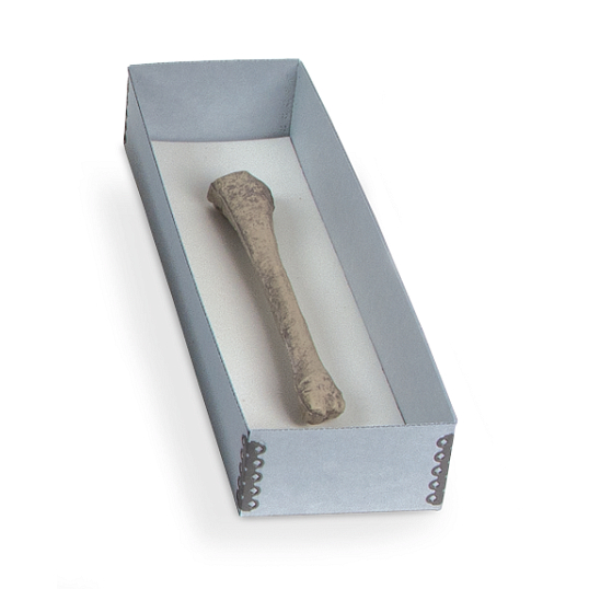 Gaylord Archival&#174; Skeletal Remains Tray