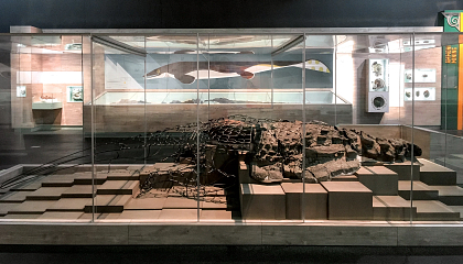Large Acrylic Showcase, Royal Tyrrell Museum