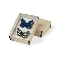 Gaylord Archival&#174; Specimen Mounting Box