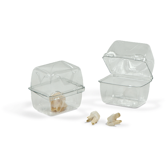 Gaylord Archival&#174; Clear PET Clamshell Dome Lid Boxes (200-Pack)