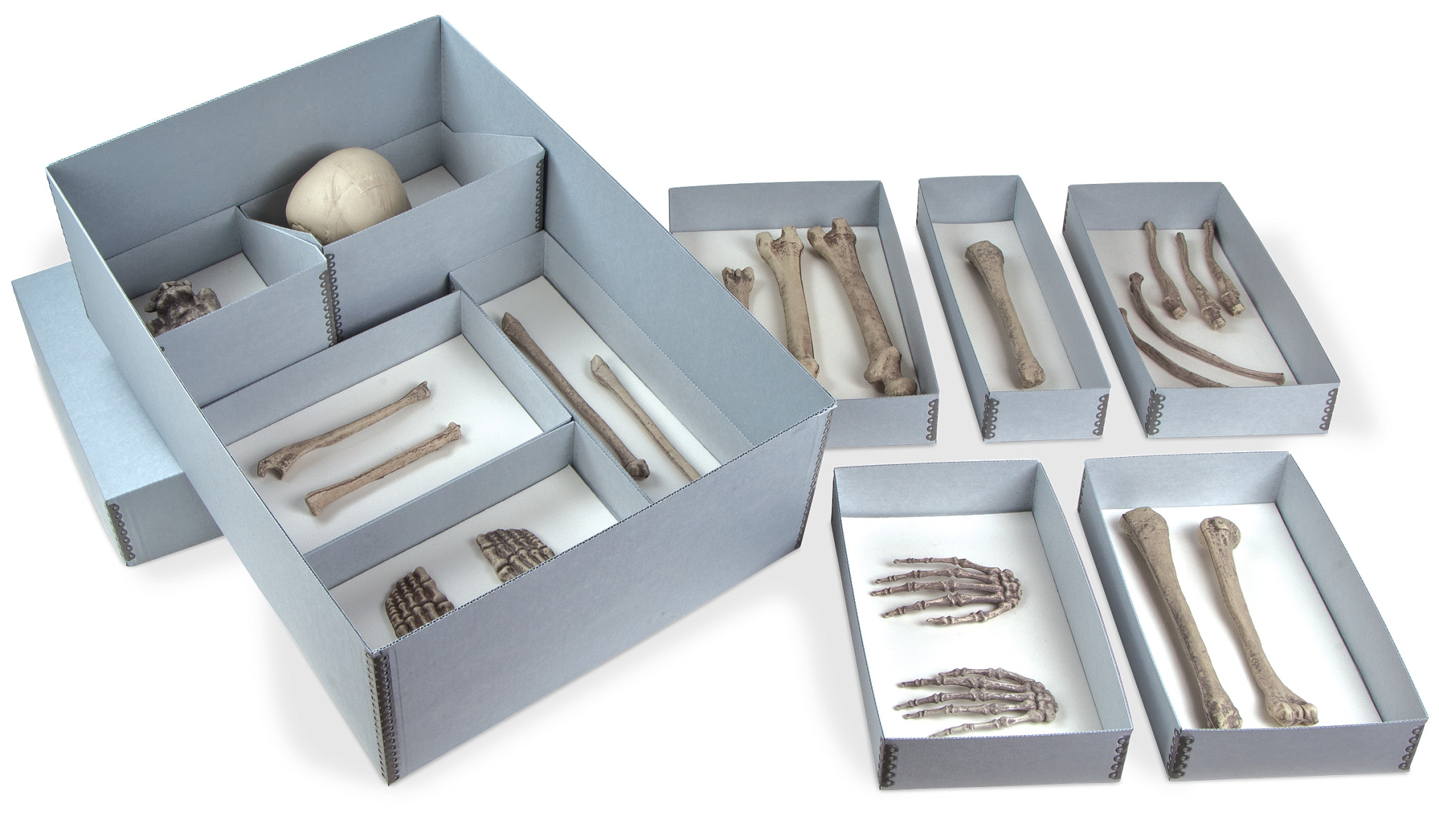 Gaylord Archival® Skeletal Remains Storage Kit